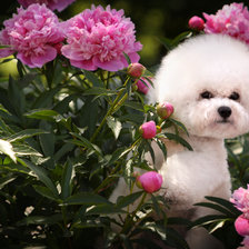 Бишон фризе