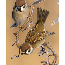 Схема вышивки «Воробьи.»