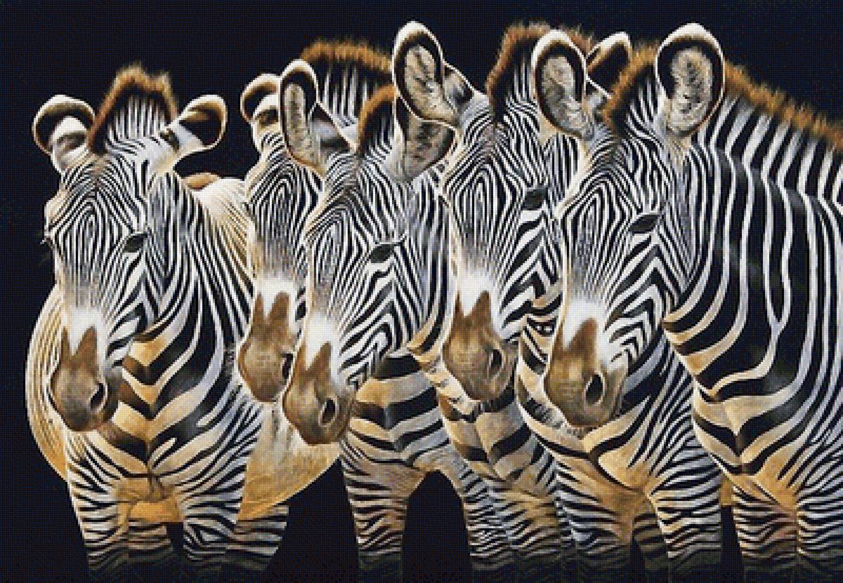 Зебры - мир животных - предпросмотр