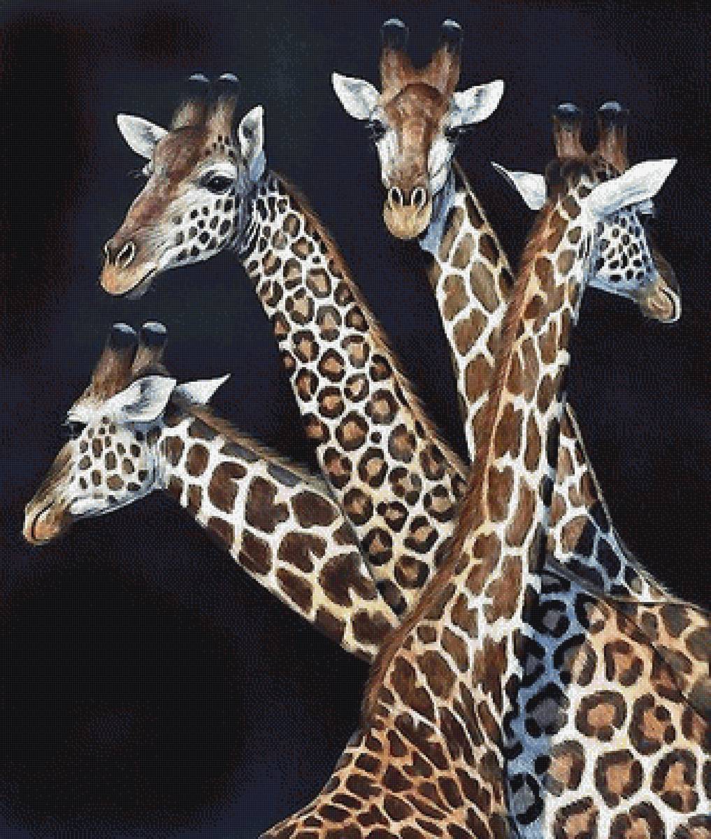 Жирафы - мир животных - предпросмотр