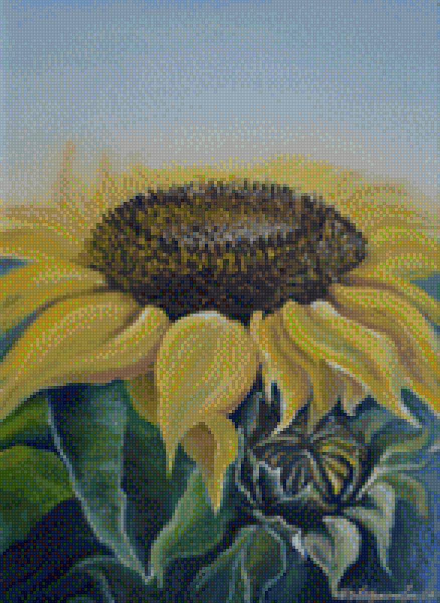 Подсолнухи - осень, подсолнухи, флора, растения, природа - предпросмотр