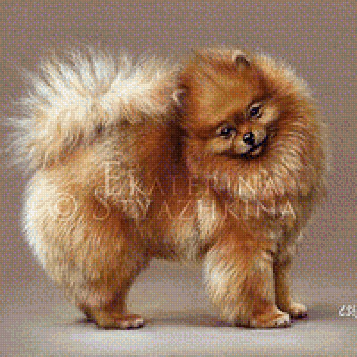 Померанский шпиц - померанский шпиц, собака, домашние любимцы, порода - предпросмотр