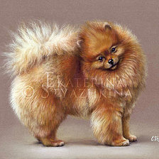 Схема вышивки «Померанский шпиц»