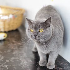 Схема вышивки «Британец»