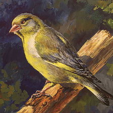 Схема вышивки «Птичка на ветке»