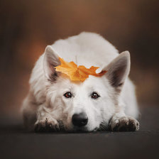 Схема вышивки «Швейцарская овчарка»