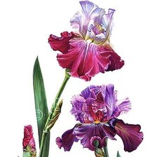 Схема вышивки «Ирисы»