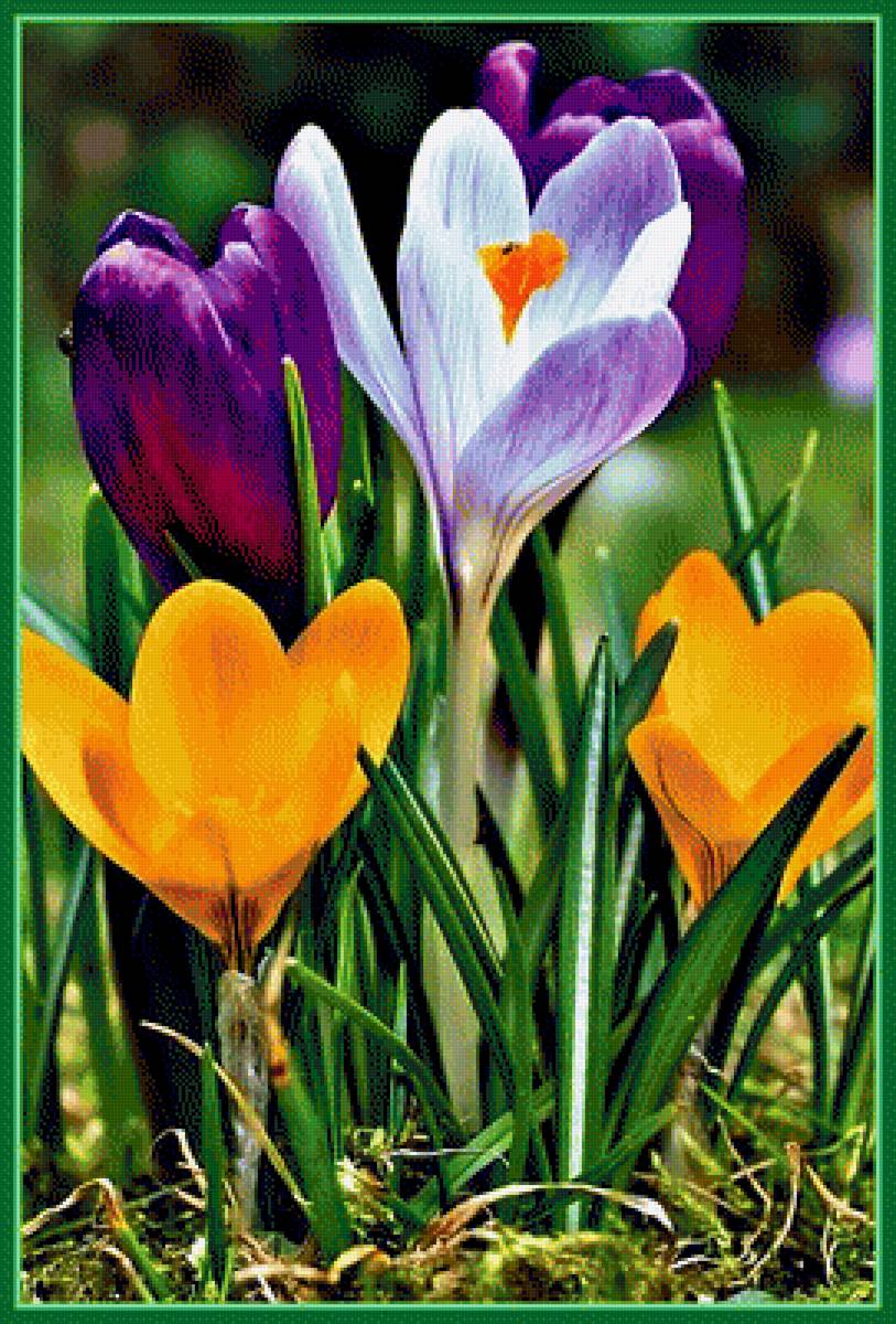 Крокусы - цветы, крокусы - предпросмотр