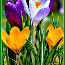 Схема вышивки «Крокусы»