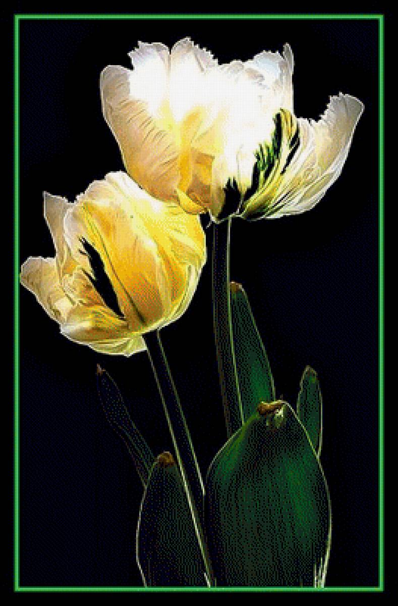 Тюльпаны - рисунок, цветы, тюльпан - предпросмотр