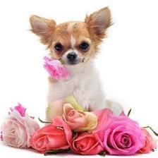 Схема вышивки «Чихуа-хуа с розами»