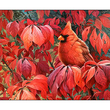 Схема вышивки «Кардинал.»