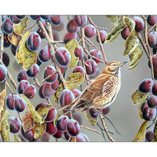 Схема вышивки «Птичка и сливы.»