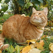 Схема вышивки «кот Персик»