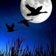 Схема вышивки «ночной полет»