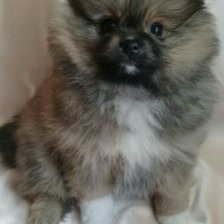 Схема вышивки «Вика1»