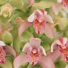 Схема вышивки «№2053414»