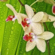 Схема вышивки «№2053422»