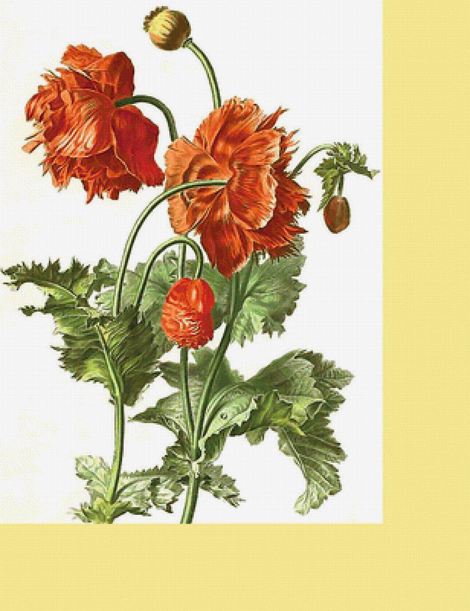 Серия "Маки". - флора, маки, цветы - предпросмотр