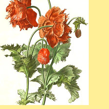 Схема вышивки «Серия "Маки".»