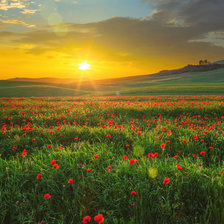 Схема вышивки «Маковое поле»