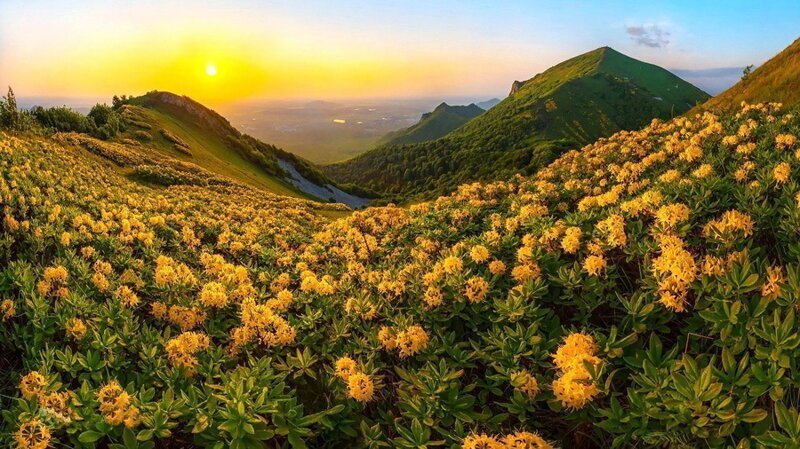 Долина крокусов - цветы, крокусы, картина, долина - оригинал