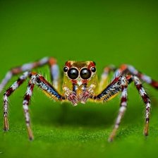 Схема вышивки «Паук»