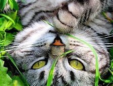 Кот в траве