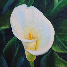 Схема вышивки «Калла белая»