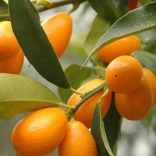 Схема вышивки «Облепиха»