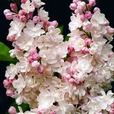 Схема вышивки «Сирень цветет»