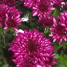 Схема вышивки «Хризантема»