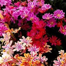 Схема вышивки «Цветы»