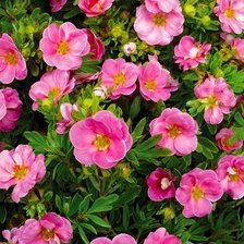 Схема вышивки «Цветы»