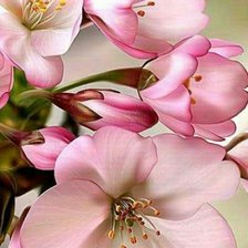 Схема вышивки «весеннее настроение»