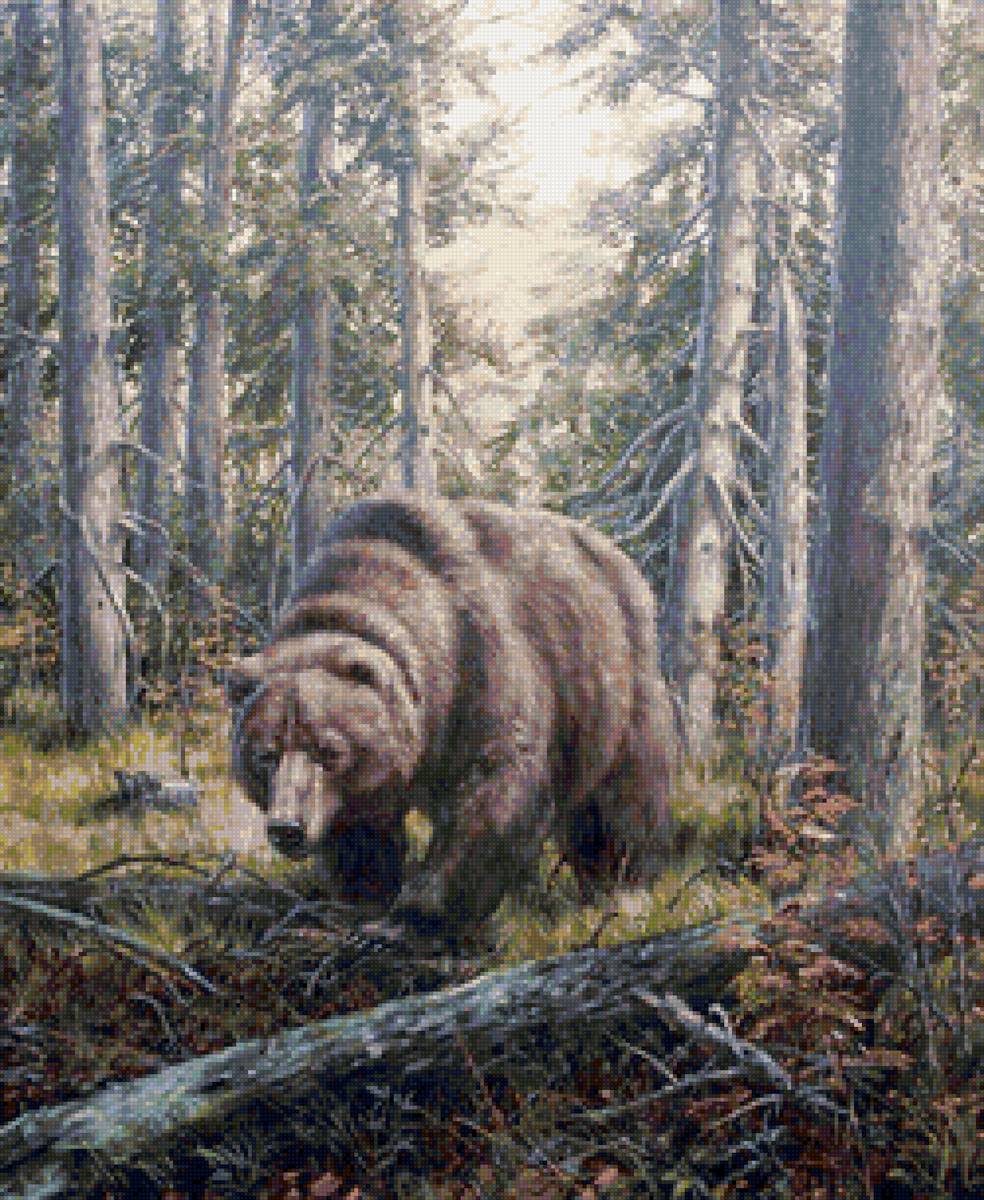 На медвежьей тропе - природа, лето, лес, медведь - предпросмотр