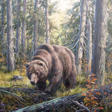 На медвежьей тропе