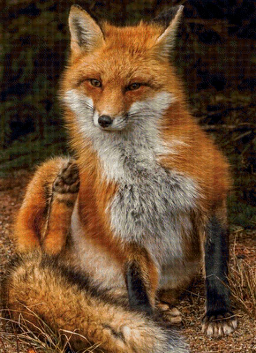 дикие - предпросмотр