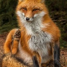 Схема вышивки «дикие»