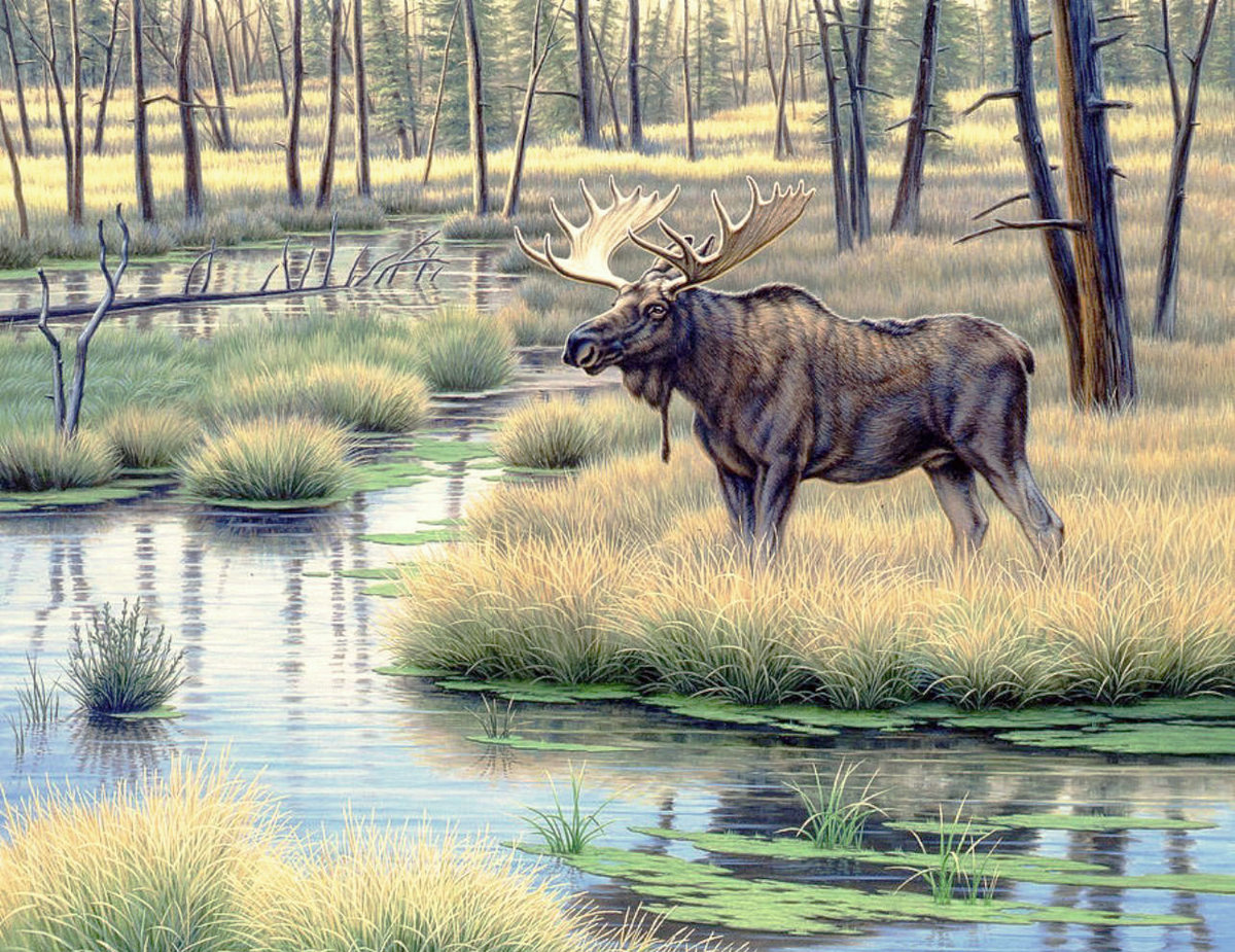 Лось в лесу - осень, лось, лес, ручей - оригинал