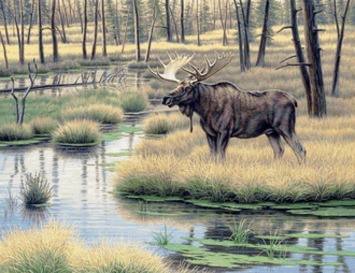 Лось в лесу - осень, ручей, лес, лось - предпросмотр