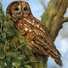 Схема вышивки «птицы»