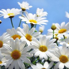 Схема вышивки «Ромашки»