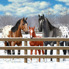 Схема вышивки «Пёстрое семейство»