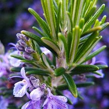 Схема вышивки «Розмарин»