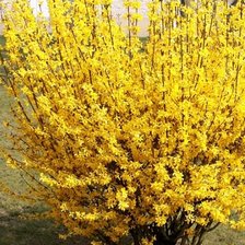 Схема вышивки «Форзиция»