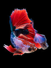 Схема вышивки «Рыбка петушок»