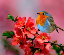 Схема вышивки «Птицы на ветке»