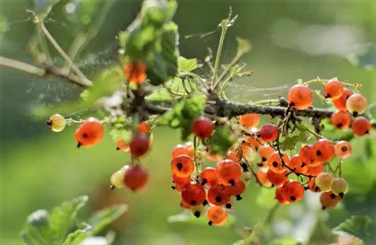 №2055288 - оригинал