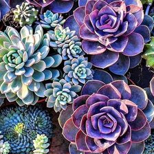 Схема вышивки «Суккуленты»